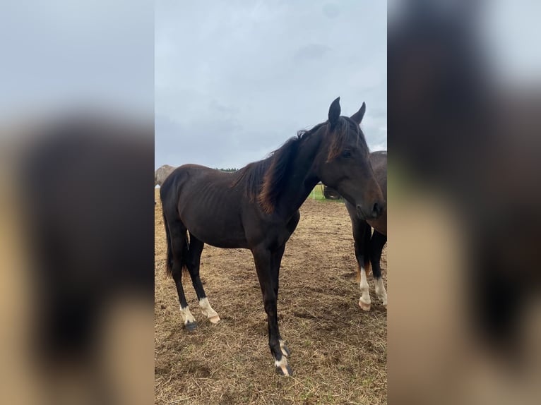 Deutsches Reitpony Hengst 1 Jahr Dunkelbrauner in Amtsberg