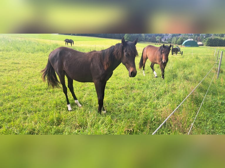 Deutsches Reitpony Hengst 1 Jahr Dunkelbrauner in Amtsberg