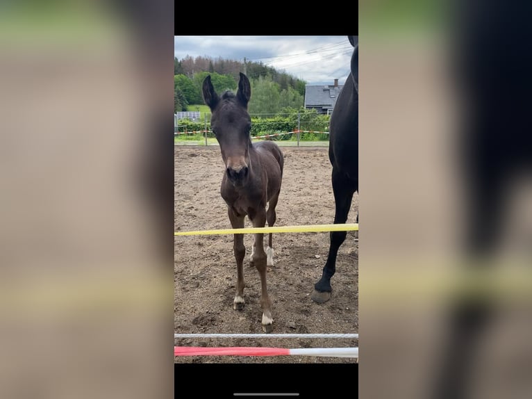 Deutsches Reitpony Hengst 1 Jahr Dunkelbrauner in Amtsberg