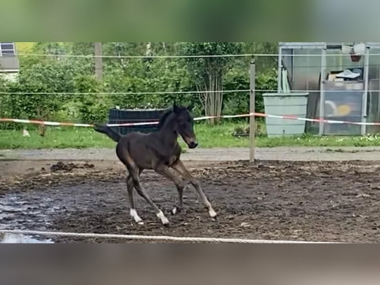 Deutsches Reitpony Hengst 1 Jahr Dunkelbrauner in Amtsberg