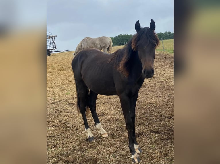 Deutsches Reitpony Hengst 1 Jahr Dunkelbrauner in Amtsberg