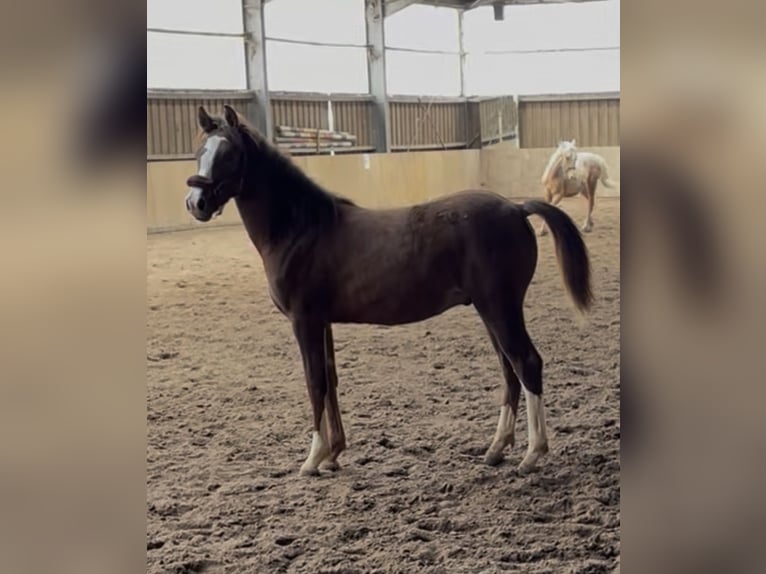 Deutsches Reitpony Hengst 1 Jahr Dunkelfuchs in Varel Jethausen