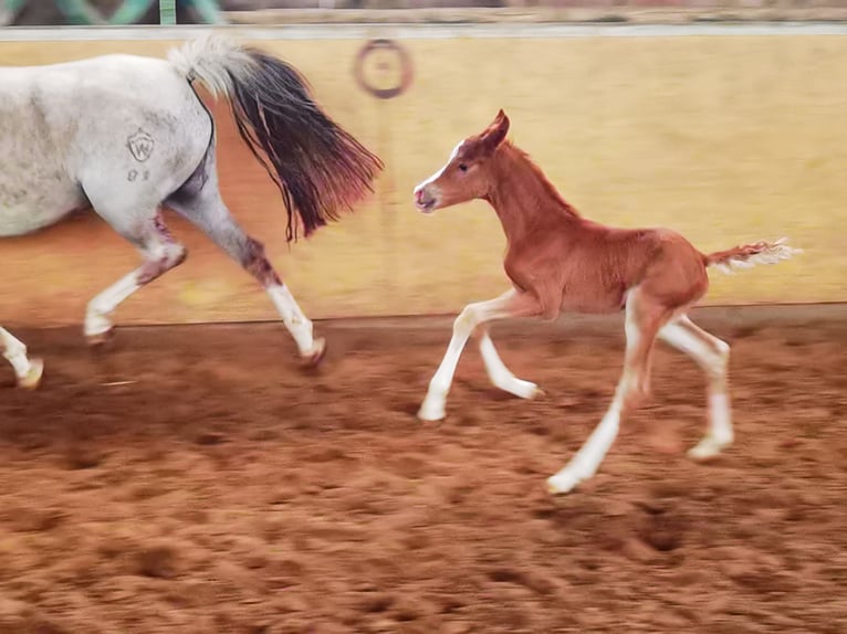 Deutsches Reitpony Hengst 1 Jahr Dunkelfuchs in Frankenberg (Eder)