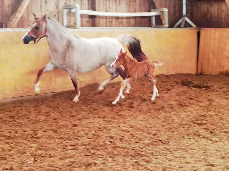 Deutsches Reitpony Hengst 1 Jahr Dunkelfuchs in Frankenberg (Eder)