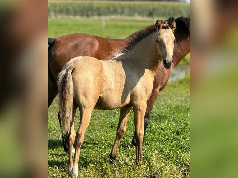 Deutsches Reitpony Hengst 1 Jahr Falbe in Neuenkirchen-V&#xF6;rden