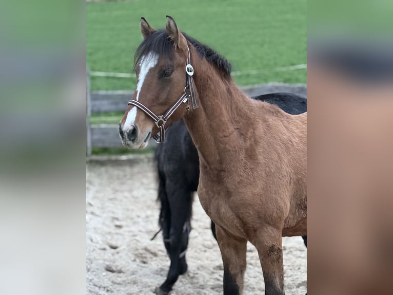 Deutsches Reitpony Hengst 1 Jahr Falbe in Einbeck