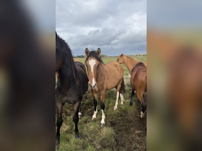 Deutsches Reitpony Hengst 1 Jahr Falbe in Einbeck