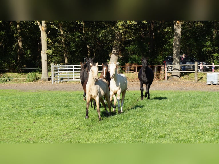 Deutsches Reitpony Hengst 1 Jahr Falbe in Neuenkirchen-V&#xF6;rden