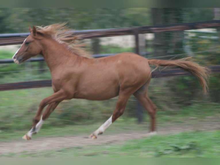 Deutsches Reitpony Hengst 1 Jahr Fuchs in Erwitte