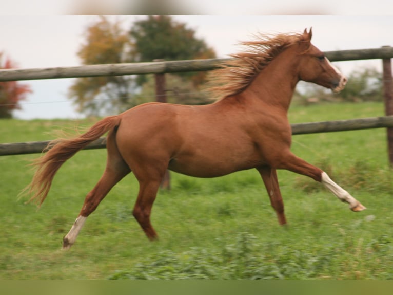 Deutsches Reitpony Hengst 1 Jahr Fuchs in Erwitte