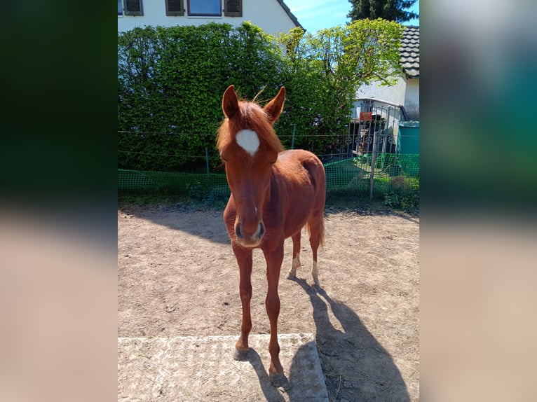 Deutsches Reitpony Hengst 1 Jahr Fuchs in Mülheim an der Ruhr
