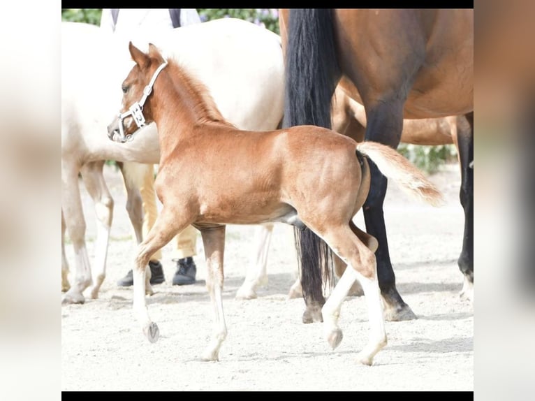 Deutsches Reitpony Hengst 1 Jahr Fuchs in Oberw&#xF6;bling