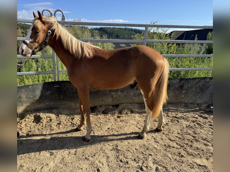 Deutsches Reitpony Hengst 1 Jahr Fuchs in Oberw&#xF6;bling