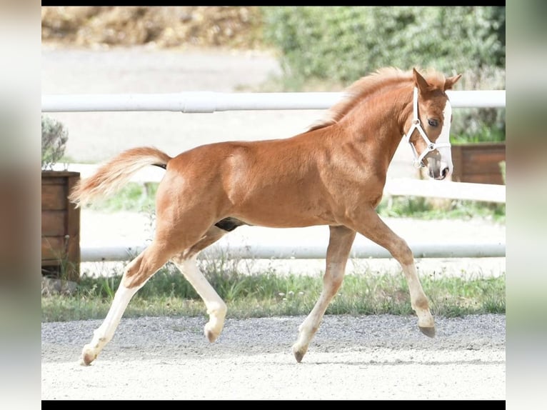 Deutsches Reitpony Hengst 1 Jahr Fuchs in Oberw&#xF6;bling