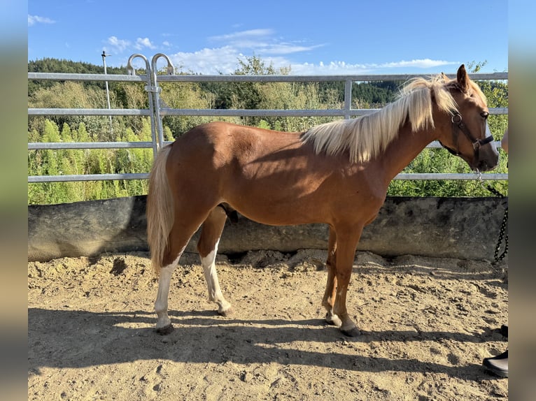 Deutsches Reitpony Hengst 1 Jahr Fuchs in Oberw&#xF6;bling