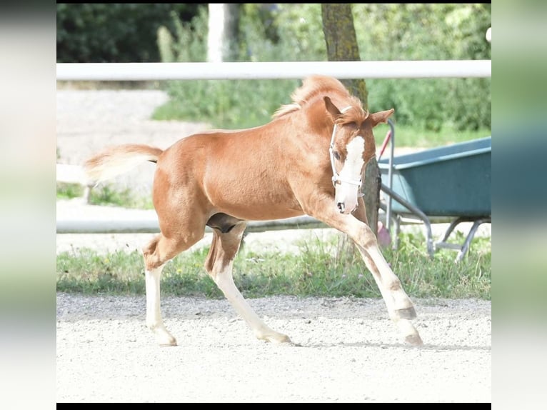 Deutsches Reitpony Hengst 1 Jahr Fuchs in Oberw&#xF6;bling