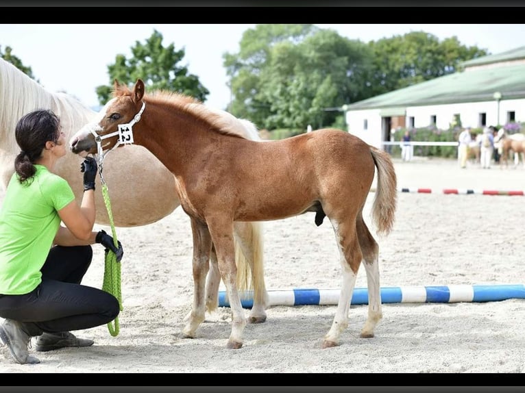 Deutsches Reitpony Hengst 1 Jahr Fuchs in Oberw&#xF6;bling