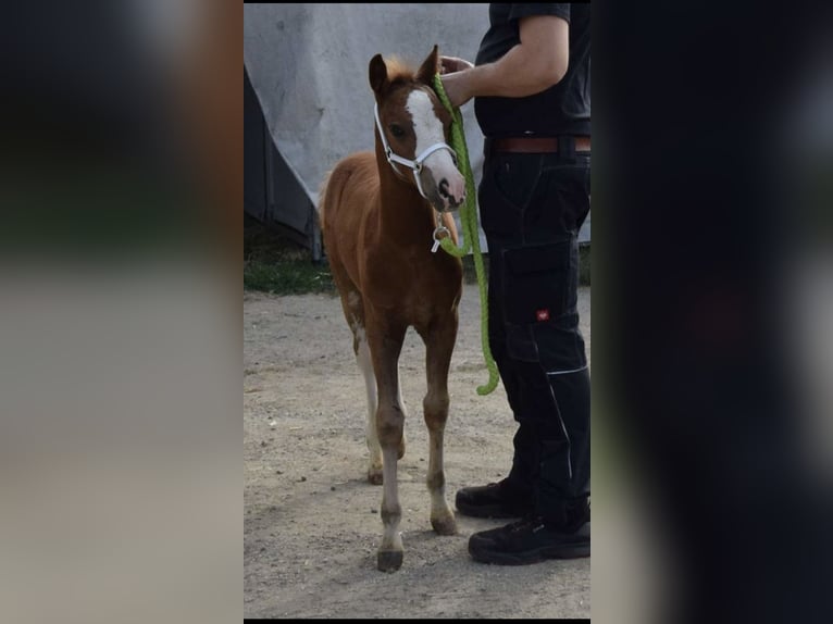 Deutsches Reitpony Hengst 1 Jahr Fuchs in Oberw&#xF6;bling