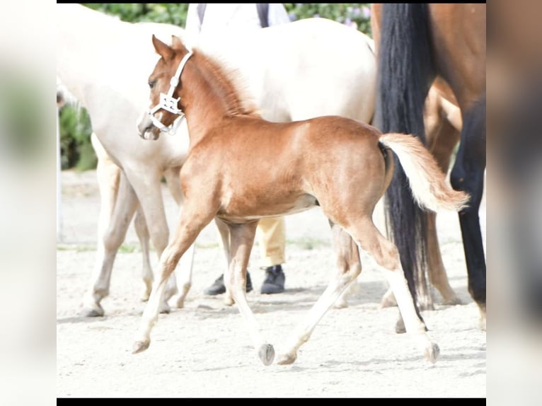 Deutsches Reitpony Hengst 1 Jahr Fuchs in Oberw&#xF6;bling