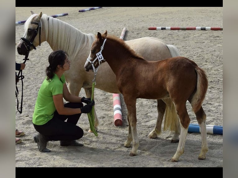 Deutsches Reitpony Hengst 1 Jahr Fuchs in Oberw&#xF6;bling