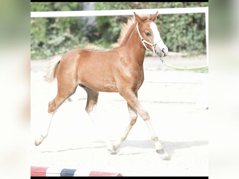 Deutsches Reitpony Hengst 1 Jahr Fuchs in Oberw&#xF6;bling