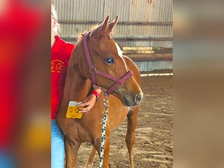 Deutsches Reitpony Hengst 1 Jahr Fuchs in Bad Zwischenahn
