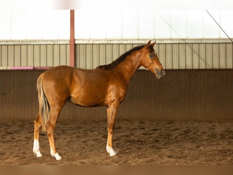 Deutsches Reitpony Hengst 1 Jahr Fuchs in Burgwedel