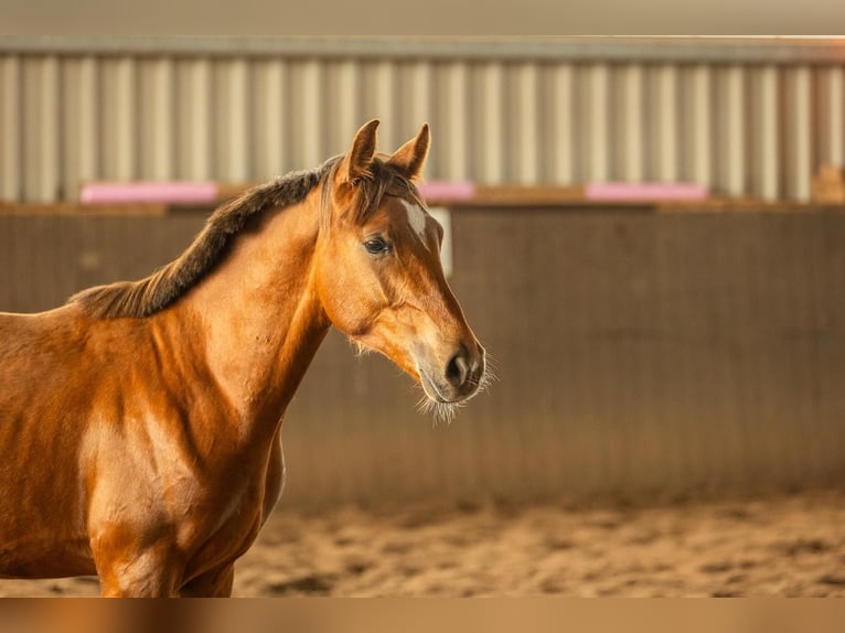 Deutsches Reitpony Hengst 1 Jahr Fuchs in Burgwedel