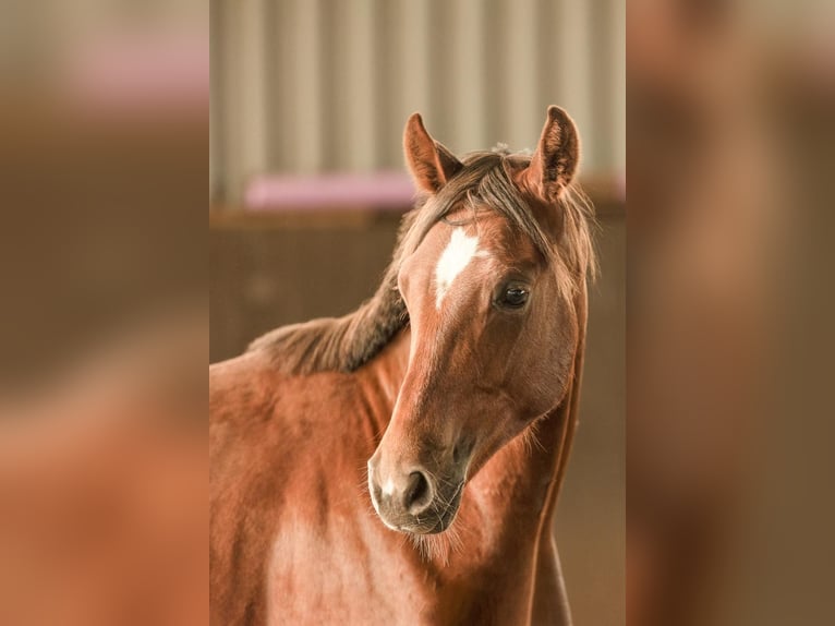 Deutsches Reitpony Hengst 1 Jahr Fuchs in Burgwedel