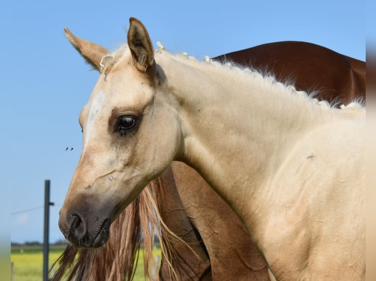Deutsches Reitpony Hengst 1 Jahr Palomino in Gilgenberg