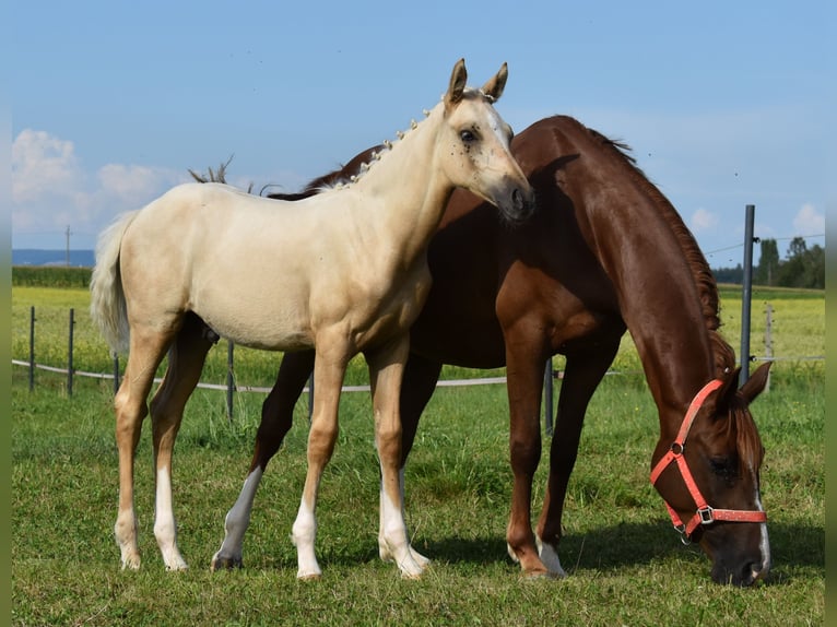 Deutsches Reitpony Hengst 1 Jahr Palomino in Gilgenberg