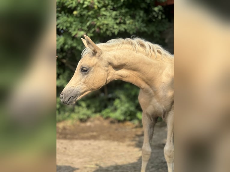 Deutsches Reitpony Hengst 1 Jahr Palomino in Landau Deutsches Reitpony Hengst 1 Jahr Palomino in Landau