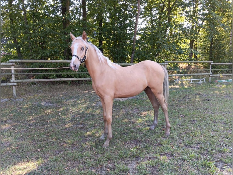 Deutsches Reitpony Hengst 1 Jahr Palomino in Saerbeck