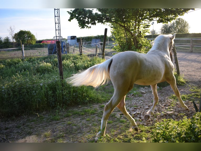 Deutsches Reitpony Hengst 1 Jahr Palomino in Selfkant