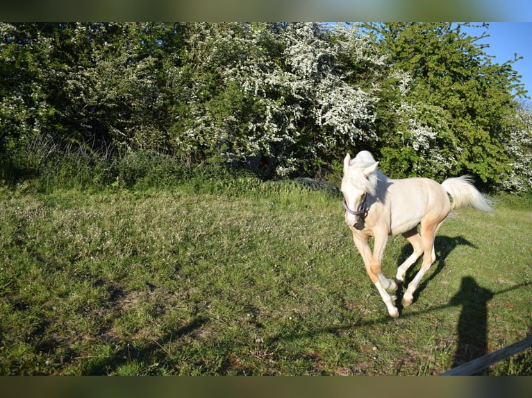 Deutsches Reitpony Hengst 1 Jahr Palomino in Selfkant