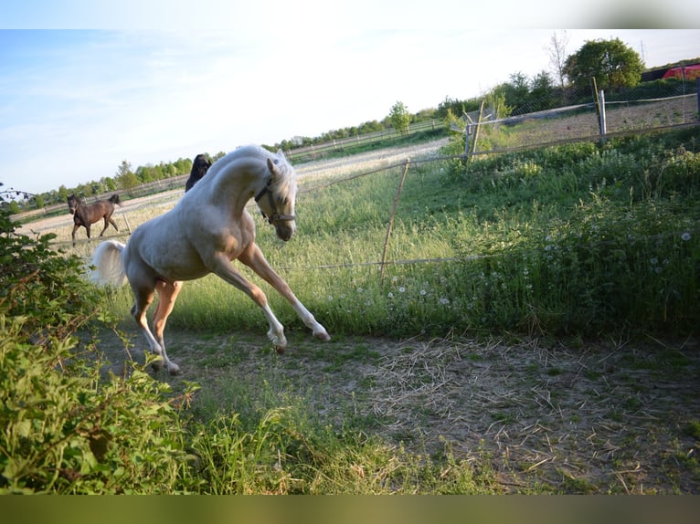 Deutsches Reitpony Hengst 1 Jahr Palomino in Selfkant