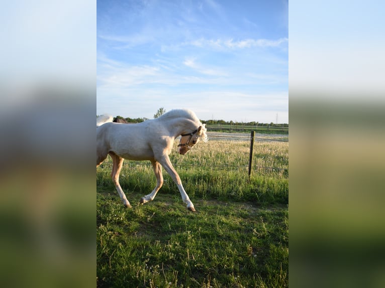 Deutsches Reitpony Hengst 1 Jahr Palomino in Selfkant