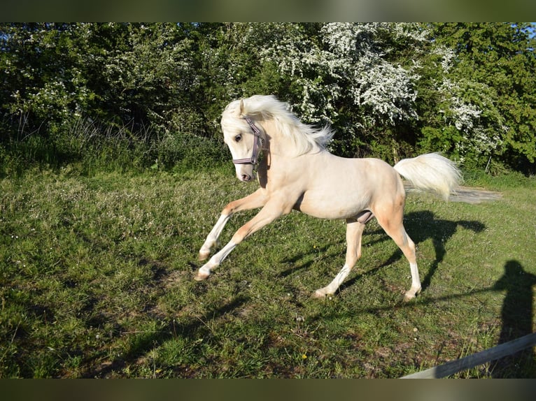 Deutsches Reitpony Hengst 1 Jahr Palomino in Selfkant