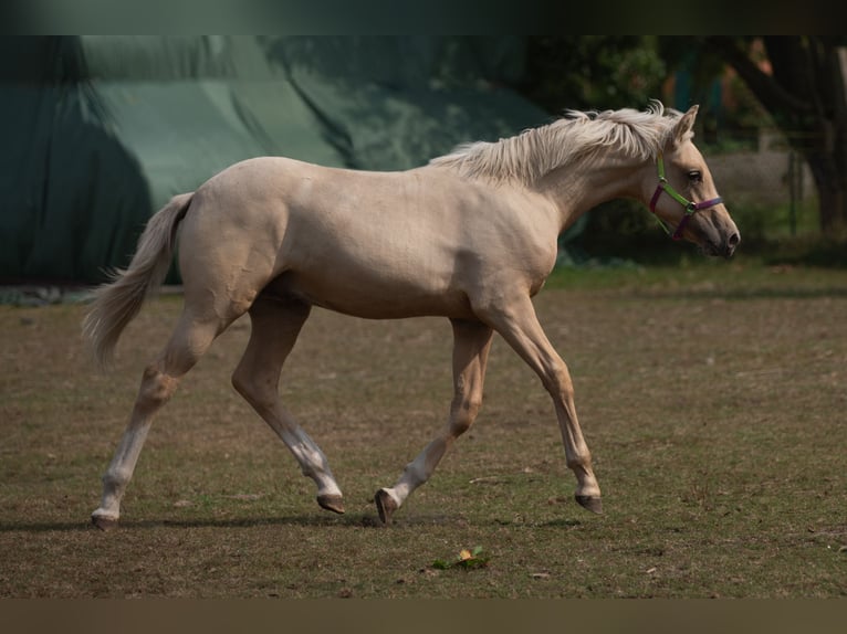 Deutsches Reitpony Hengst 1 Jahr Palomino in Sumte