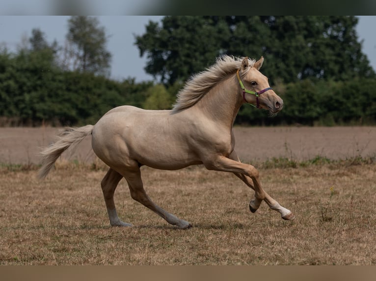 Deutsches Reitpony Hengst 1 Jahr Palomino in Sumte