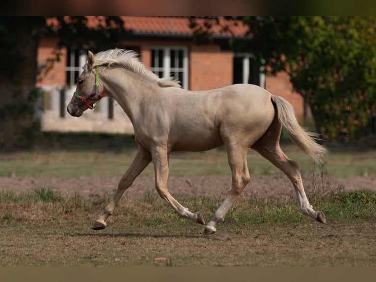 Deutsches Reitpony Hengst 1 Jahr Palomino in Sumte