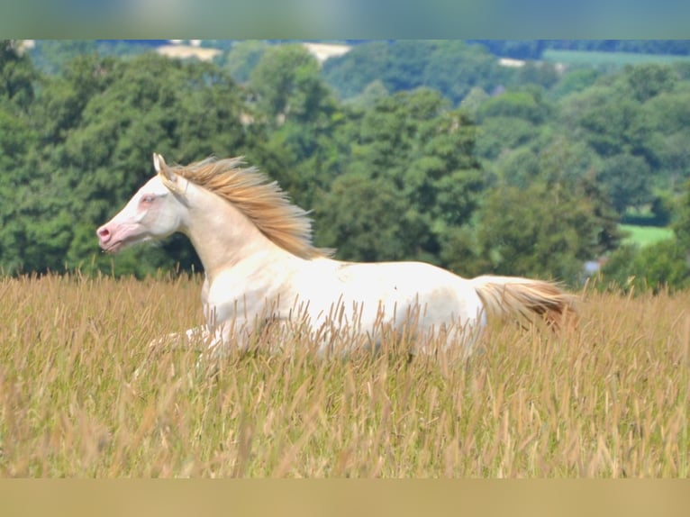 Deutsches Reitpony Hengst 1 Jahr Perlino in Münster