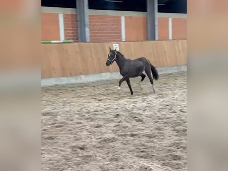 Deutsches Reitpony Hengst 1 Jahr Rappe in Blomberg