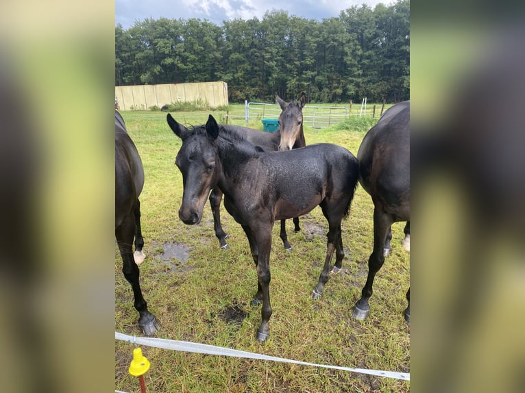 Deutsches Reitpony Hengst 1 Jahr Rappe in Buxtehude