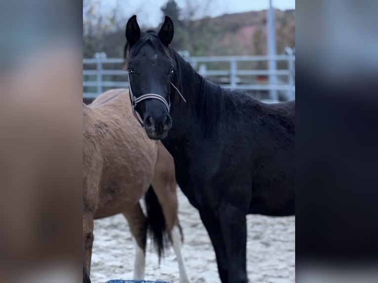 Deutsches Reitpony Hengst 1 Jahr Rappe in Einbeck