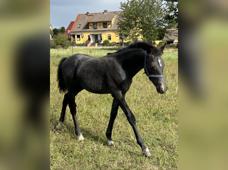 Deutsches Reitpony Hengst 1 Jahr Rappschimmel in Wieserode
