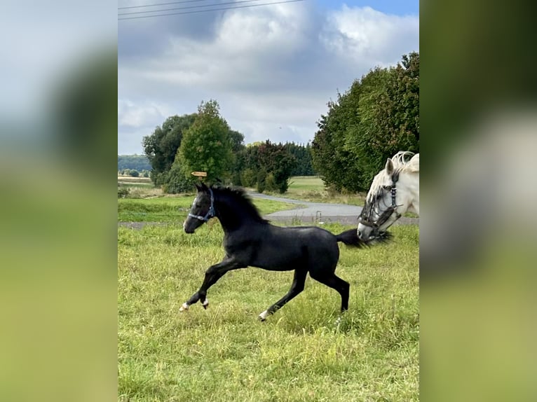 Deutsches Reitpony Hengst 1 Jahr Rappschimmel in Wieserode