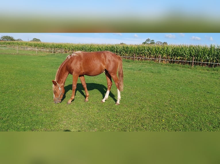 Deutsches Reitpony Hengst 1 Jahr Roan-Red in Stadtlohn