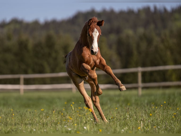 Deutsches Reitpony Hengst 1 Jahr Rotschimmel in Nusplingen