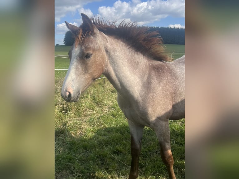 Deutsches Reitpony Hengst 1 Jahr Rotschimmel in Nusplingen